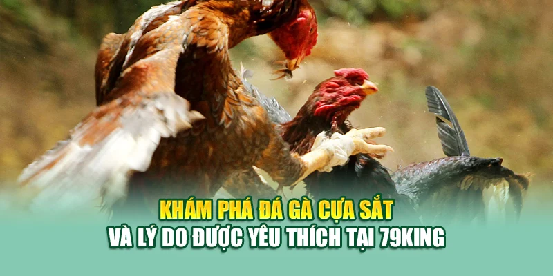 Đá Gà Cựa Sắt – Bộ Môn Tốc Chiến Hấp Dẫn Tại 79King 1 Khám phá đá gà cựa sắt và lý do được yêu thích tại 79King