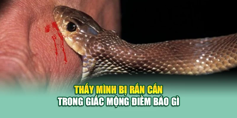 Mơ Thấy Rắn – Điềm Báo Ẩn Giấu Sau Linh Vật Huyền Bí 2 Thấy mình bị rắn cắn trong giấc mộng điềm báo gì